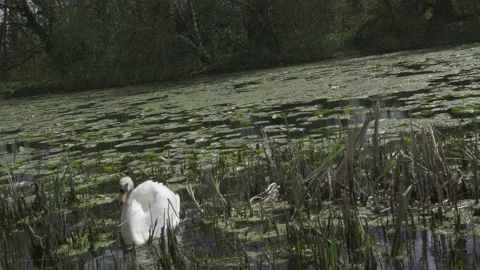Swan Stock Footage 152476699