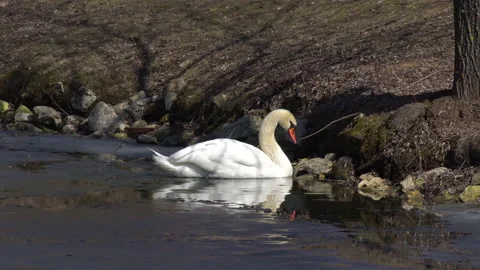 Swan Stock Footage 152606645