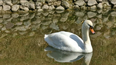 Swan Stock Footage 152606761