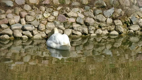 Swan Stock Footage 152606828