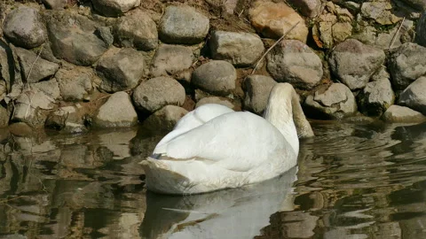 Swan 스톡 동영상 152606866