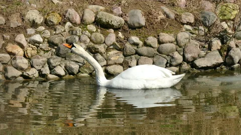Swan Stock Footage 152606878