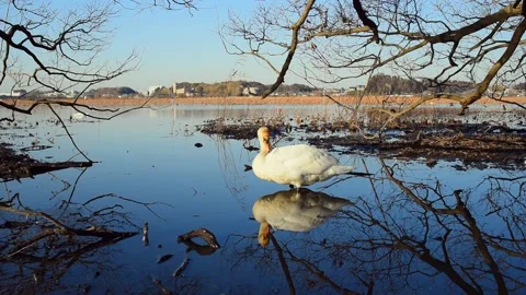 Swan Stock Footage 165142855