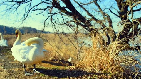 Swan Stock Footage 166350859