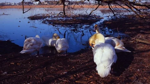 Swan Stock Footage 166353272