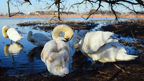 Swan Stock Footage 166353392