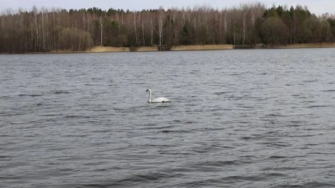Swan Stock Footage 180637044