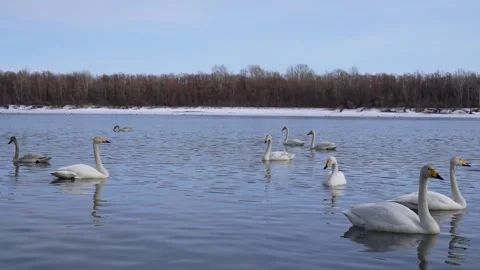 Swan Stock Footage 181046059
