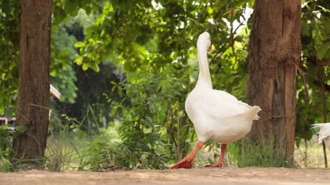Swan Stock Footage 203923294