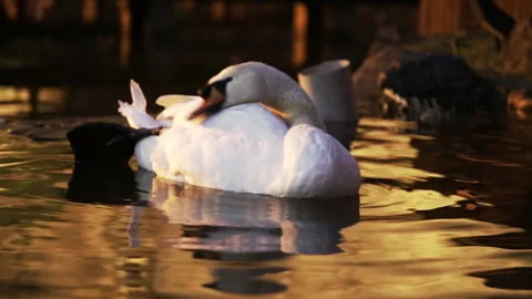 Swan Stock Footage 221194828