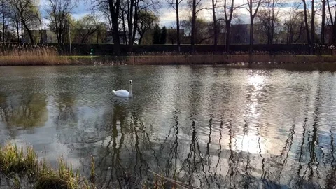Swan Stock Footage 238471254