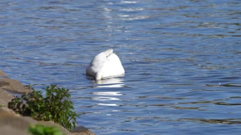 Swan Stock Footage 239485037