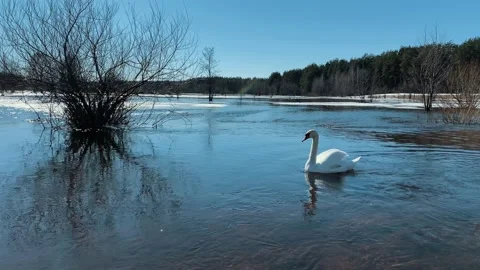 Swan. Video stock 239510243