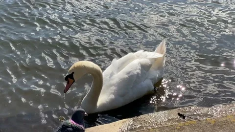 Swan Stock Footage 239643528