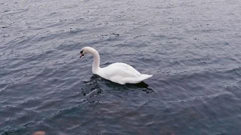 SWAN Vídeos de archivo 300360014