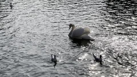 Swan Stock Footage 303983759