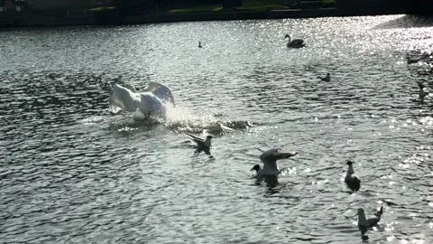 Swan Stock Footage 303983860
