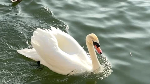 Swan Stock Footage 303983959