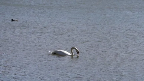 Swan Stock Footage 305391686