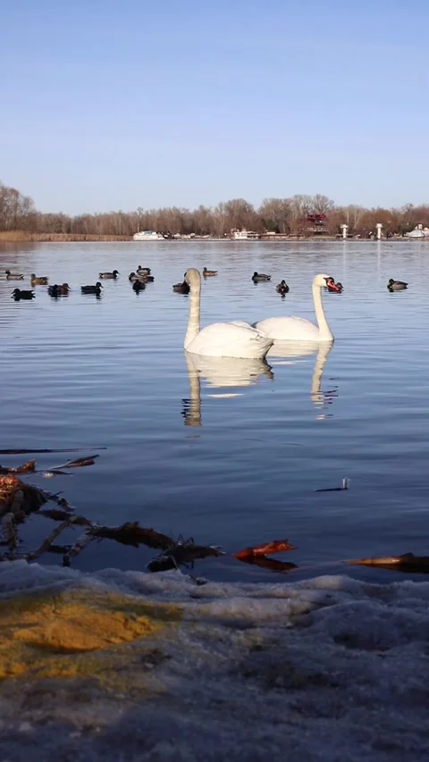 Swan Stock Footage 330549122