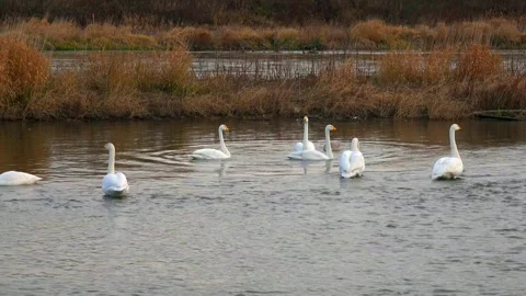 The Swan 스톡 동영상 333148172