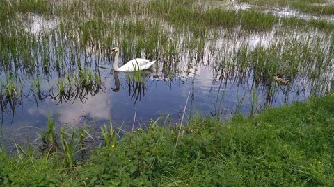 Swan on a forest swamp lake Khmelnytskyi Ukraine Stock Footage 107983739