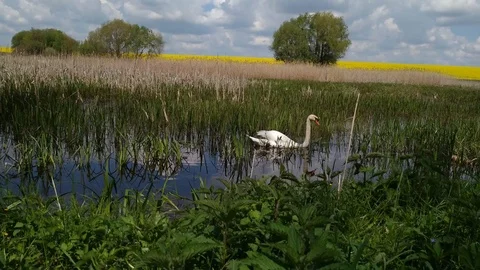 Swan on a forest swamp lake Khmelnytskyi Ukraine 1 Stock Footage 107988166