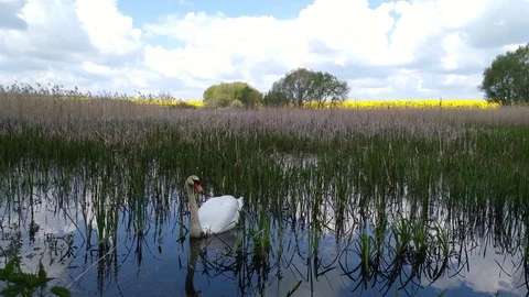 Swan on a forest swamp lake Khmelnytskyi Ukraine 3 Video stock 107996856