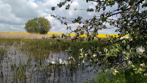 Swan on a forest swamp lake Khmelnytskyi Ukraine 4 Video stock 107999348