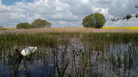 Swan on a forest swamp lake Khmelnytskyi Ukraine 5 Stock Footage 108053673