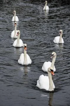 Swan formation Stock Photos