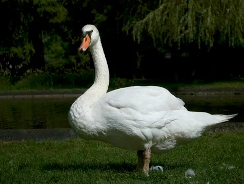 Swan in front of lake Stock Photos