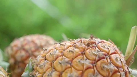 Swan of fruit flies Video stock 117330263
