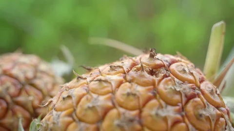 Swan of fruit flies Video stock 121508469