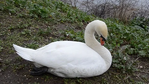Swan in the garden Stock Footage 124290556