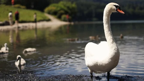 A swan in Germany Video stock 128386685