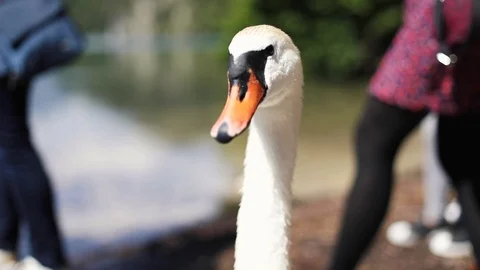 A swan in Germany Video stock 128387815