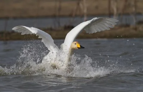 Swan getting ready for flight picks up speed Stock Photos