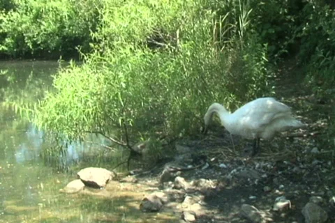 Swan Getting Into Water Stock Footage 475027