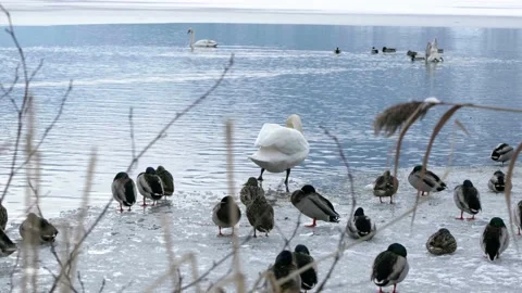 A swan glides into water Stock Footage 231550480