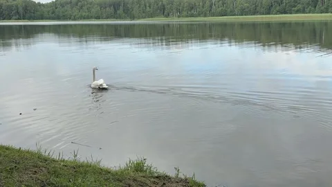 Swan gliding across lake with reflection Stock-Footage 326624598