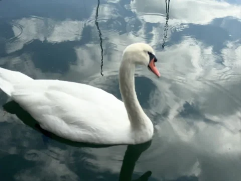 Swan Gliding on Calm Water With Beautiful Reflections in the Afternoon Video stock 316783053