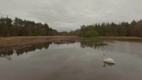 Swan gliding on loch in Devilla Forest Stock Footage 148941886