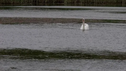 The swan goes with the flow Vídeos de archivo 107128115