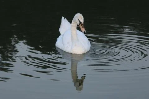 Swan with golden reflection Stock Photos