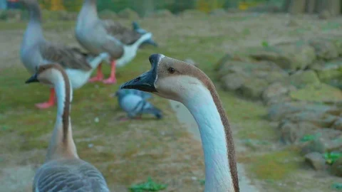Swan goose group Stock Footage 105744329