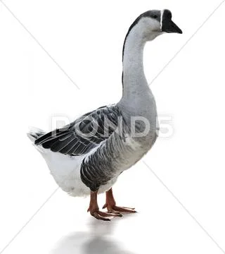 Swan goose Stock Photos