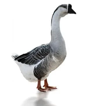 Swan goose Stock Photos