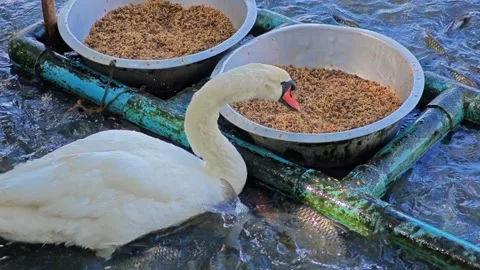 Swan got feed in a pond. Stock Footage 305975230
