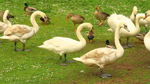 Swan grab a geese 스톡 동영상 39454099
